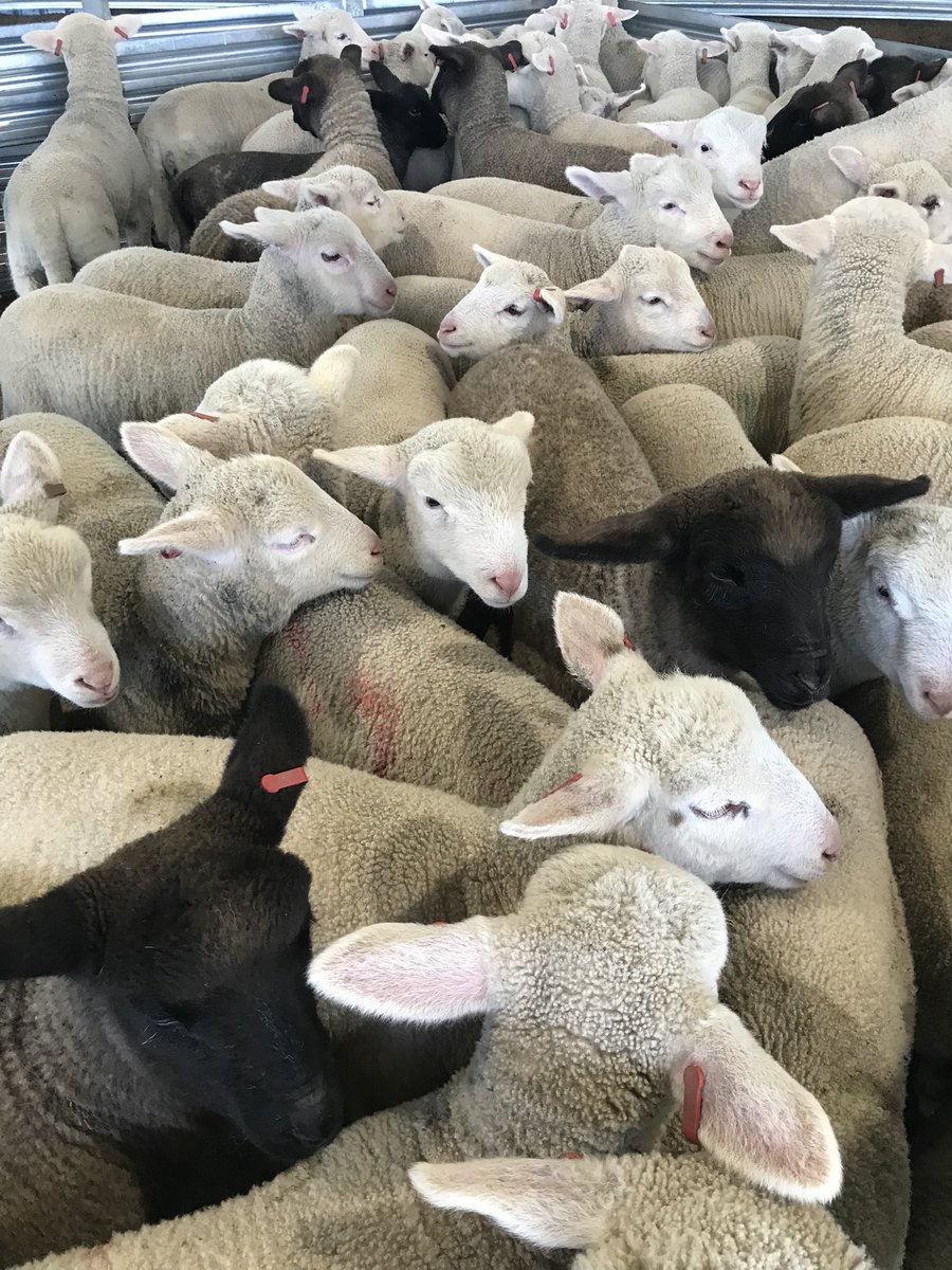 GeminiPrimeLambSires tweet media