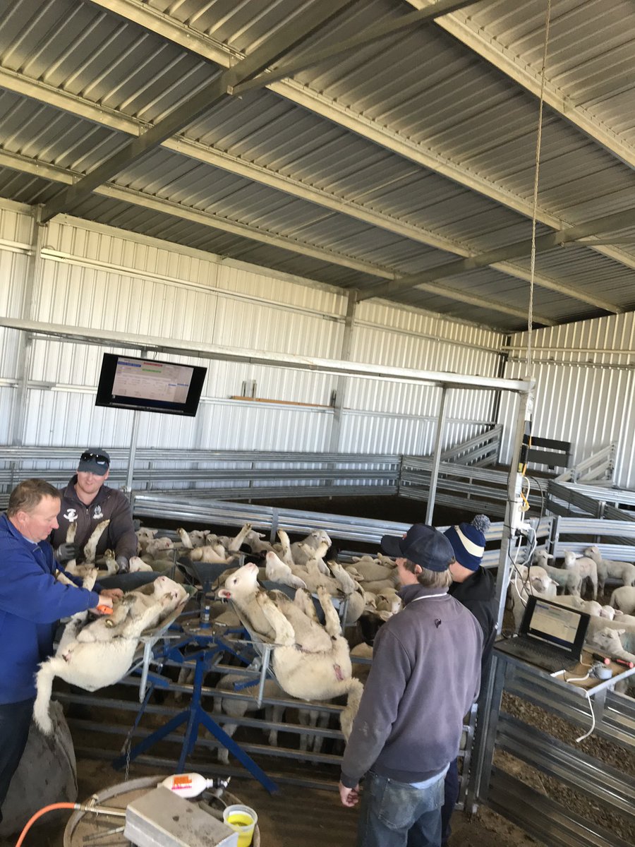 GeminiPrimeLambSires tweet media