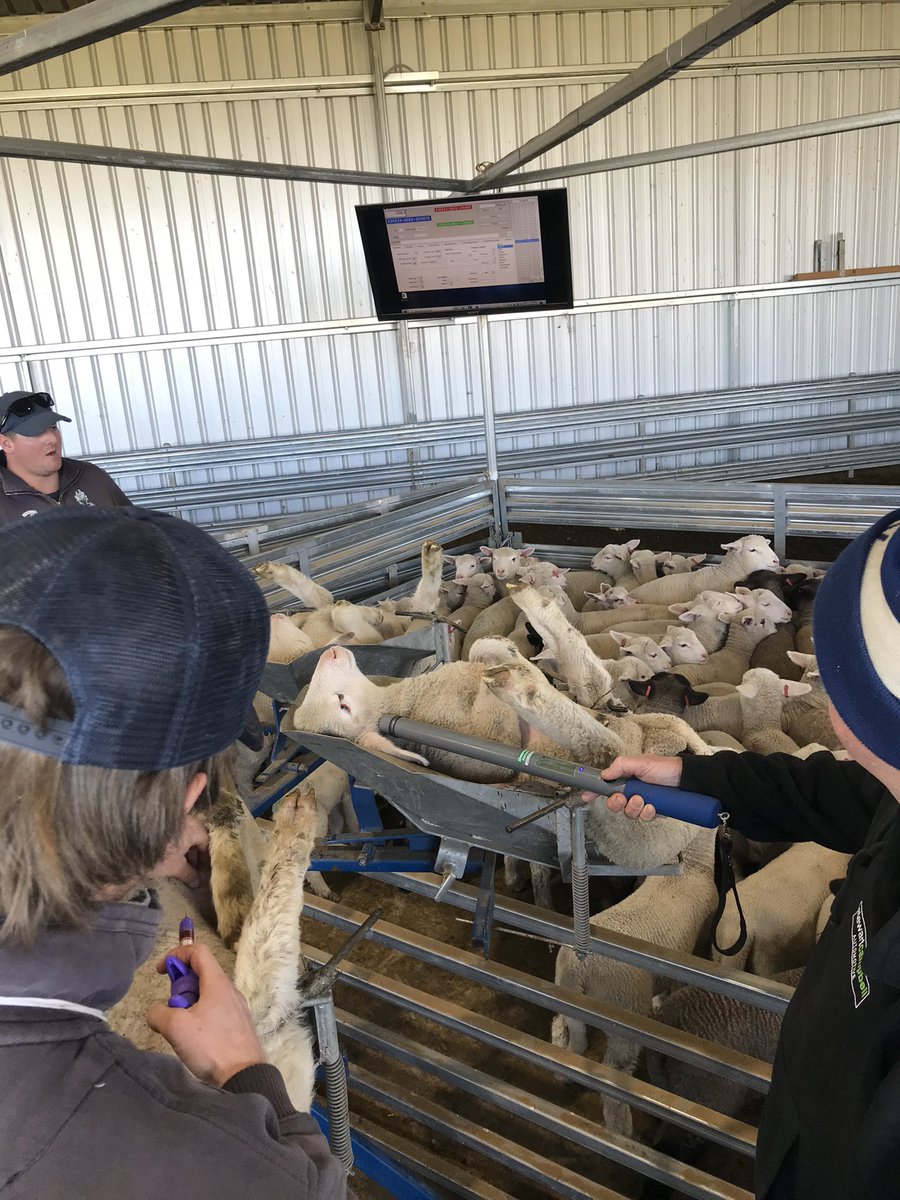 Beautiful morning to start the day Marking our first group of Gemini lambs! Glanvac 6, Gudair, Scabby Guard and DNA testing.