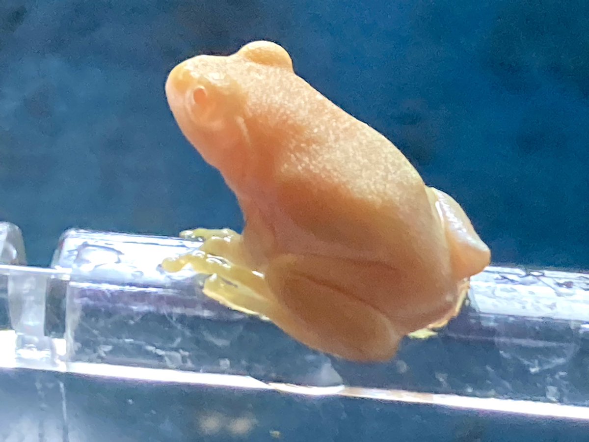 シュレーゲルアオガエル(アルビノ)元気です。 其れにしてもよく食べます?