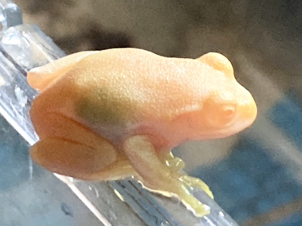 シュレーゲルアオガエル(アルビノ)元気です。 其れにしてもよく食べます?