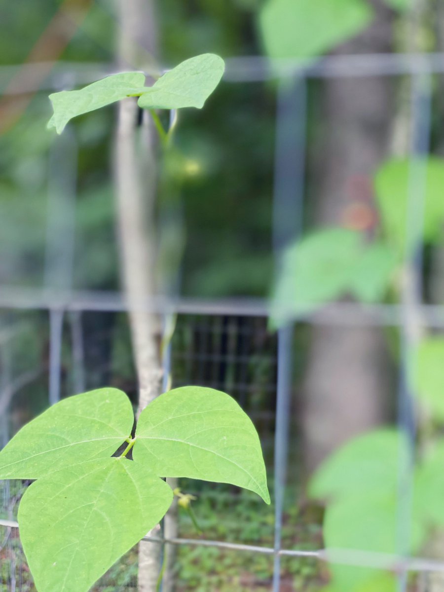 TealSeptember's tweet photo. Our #PoleBeans are doing super good this year. #RotenPoleBeans #RotenBeans #Beans #Bean #PokeBean #Heirloom #Summer #July #SaveTheBees #Vegetable #Veggies #Vegetables #Canning #StringingBeans #PressureCanning #Plants #MyPlants2022 #Garden #Gardens #Gardening #Gardener #Gardeners https://t.co/KL4iwAQQQr