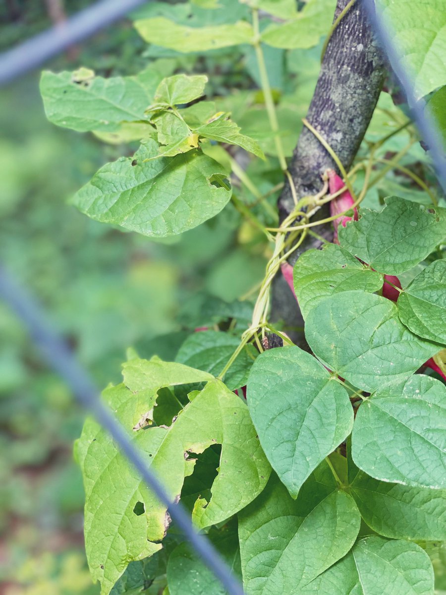 TealSeptember's tweet photo. Our #PoleBeans are doing super good this year. #RotenPoleBeans #RotenBeans #Beans #Bean #PokeBean #Heirloom #Summer #July #SaveTheBees #Vegetable #Veggies #Vegetables #Canning #StringingBeans #PressureCanning #Plants #MyPlants2022 #Garden #Gardens #Gardening #Gardener #Gardeners https://t.co/KL4iwAQQQr