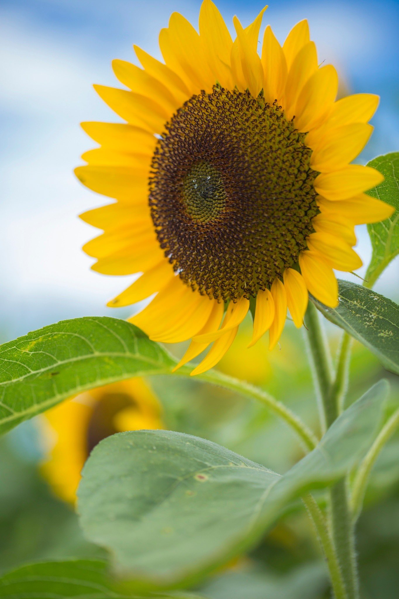 花男flower Man 花男22年向日葵花一輪 淡路花さじき 淡路 花 Flower 向日葵 Flowerphotography 花写真 花好きhttps T Co W4yourh5iw Twitter