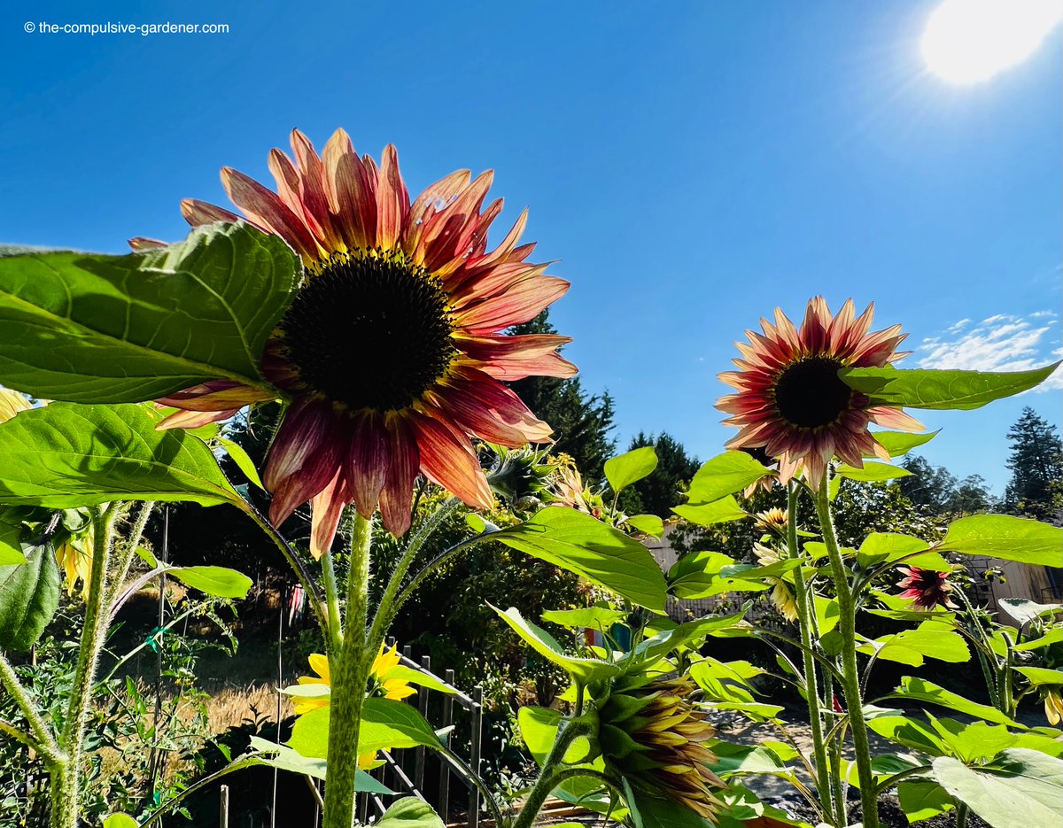 Just a couple of cheerful #sunflowers! #gardening #gardensoftwitter #garden