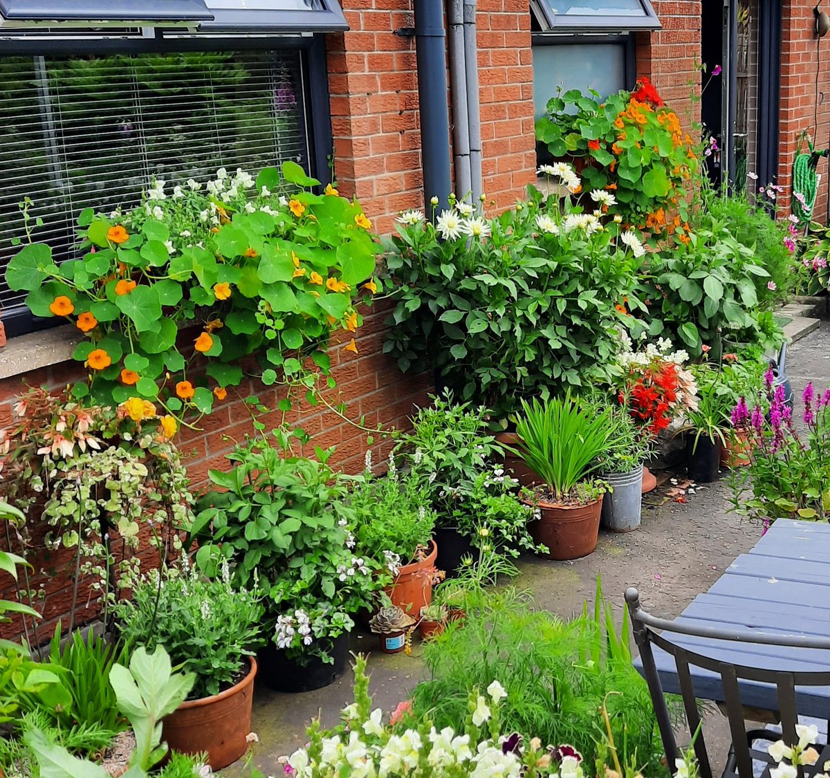 Good morning all. #AlphabettyBlooms summer special today 🥳🥳 What are you growing in pots and containers? It's amazing what can be grown in all sorts of containers. Let's see what your growing. Use and follow the # for some great pictures. Have a great day all 🪴🌸🪴🌸🪴