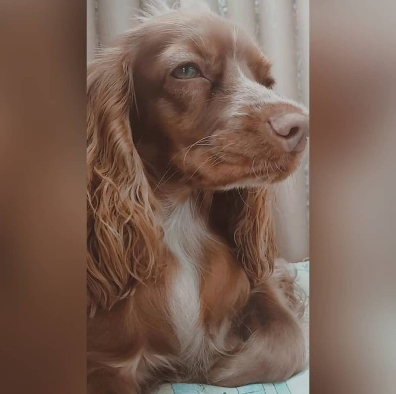 good morning my paw friends ☀️☺️🐾🐱🐶 
#morning #sundayvibes #DogsofTwittter #CatsofTwittter