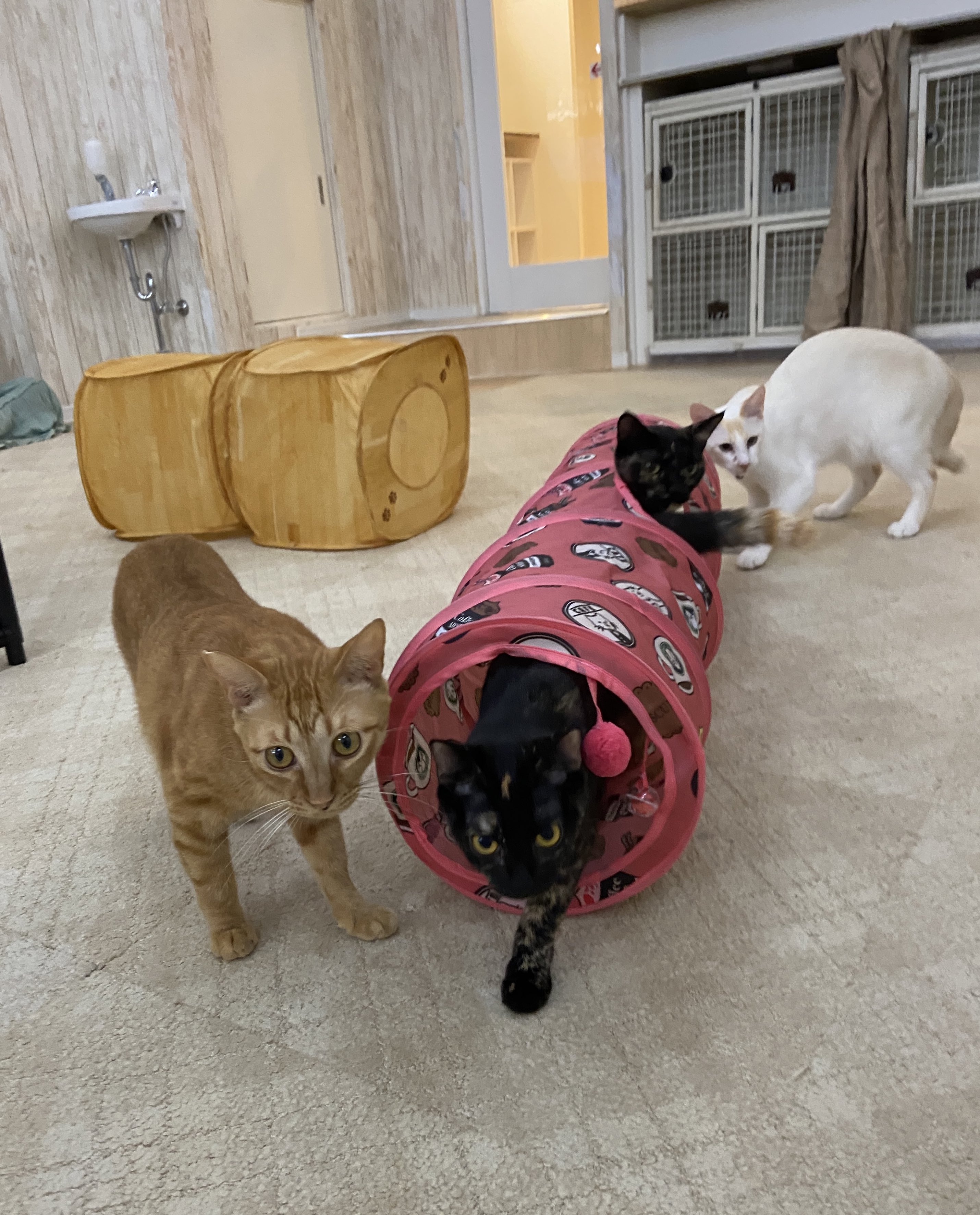 関東4店 譲渡型猫カフェ にゃんくる 蒲田 猫ちゃんたちへ差し入れをいただきました いつもお心遣いありがとうございます 早速トンネルで楽しそうに遊ぶ皆さん 良かったね 蒲田店では現在24匹の猫ちゃんが新しい家族を待っています 里親