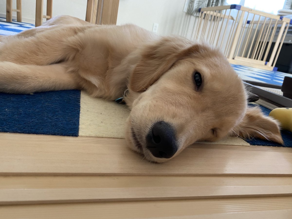 noah____0106's tweet photo. おねんねタイム💤 https://t.co/v4CWDwRW7A