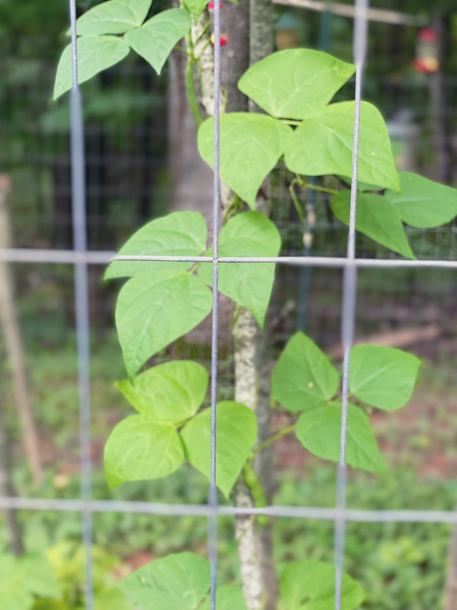 TealSeptember's tweet photo. #PoleBeans #RotenPoleBeans #RotenBeans #Beans #Bean #PokeBean #Heirloom #Summer #July #SaveTheBees #Vegetable #Veggies #Vegetables #Canning #StringingBeans #PressureCanning #Plants #MyPlants2022 #Garden #Gardens #Gardening #Gardener #Gardeners https://t.co/5AWJr3fQjZ