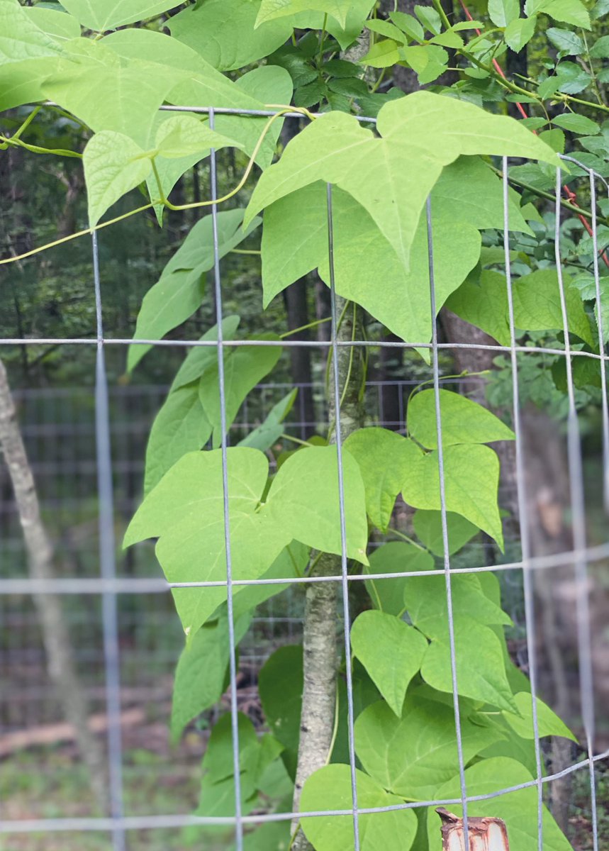 TealSeptember's tweet photo. #PoleBeans #RotenPoleBeans #RotenBeans #Beans #Bean #PokeBean #Heirloom #Summer #July #SaveTheBees #Vegetable #Veggies #Vegetables #Canning #StringingBeans #PressureCanning #Plants #MyPlants2022 #Garden #Gardens #Gardening #Gardener #Gardeners https://t.co/5AWJr3fQjZ