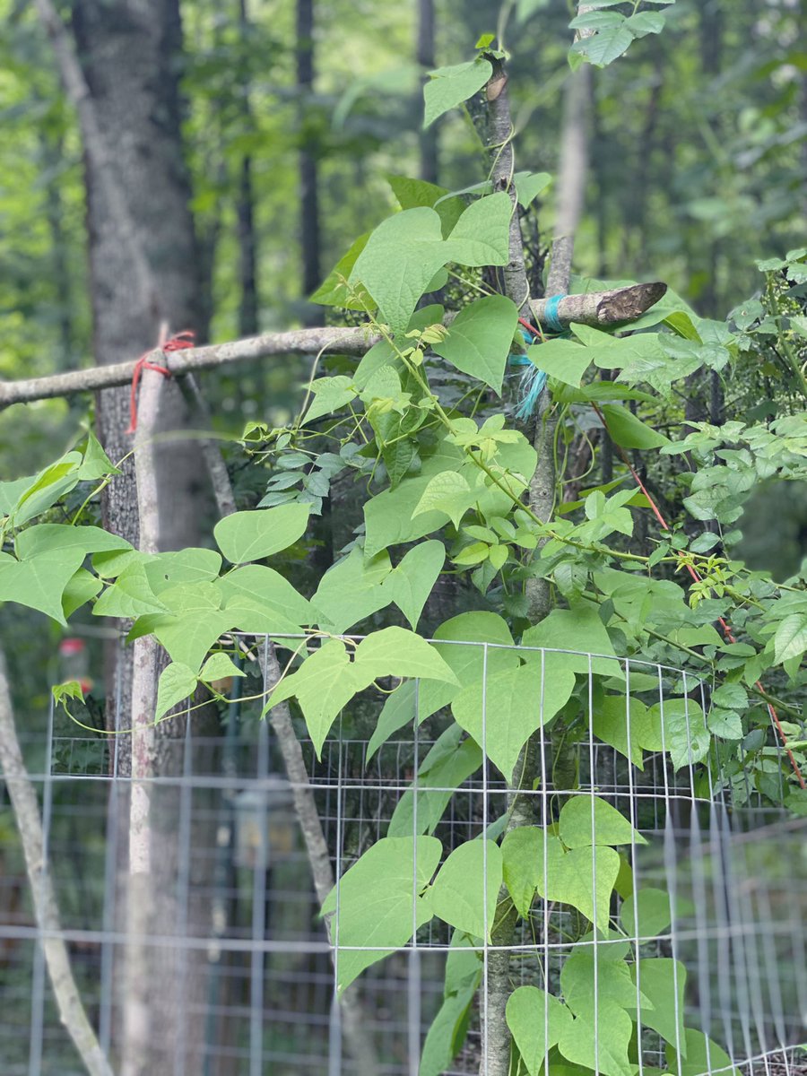 TealSeptember's tweet photo. #PoleBeans #RotenPoleBeans #RotenBeans #Beans #Bean #PokeBean #Heirloom #Summer #July #SaveTheBees #Vegetable #Veggies #Vegetables #Canning #StringingBeans #PressureCanning #Plants #MyPlants2022 #Garden #Gardens #Gardening #Gardener #Gardeners https://t.co/5AWJr3fQjZ