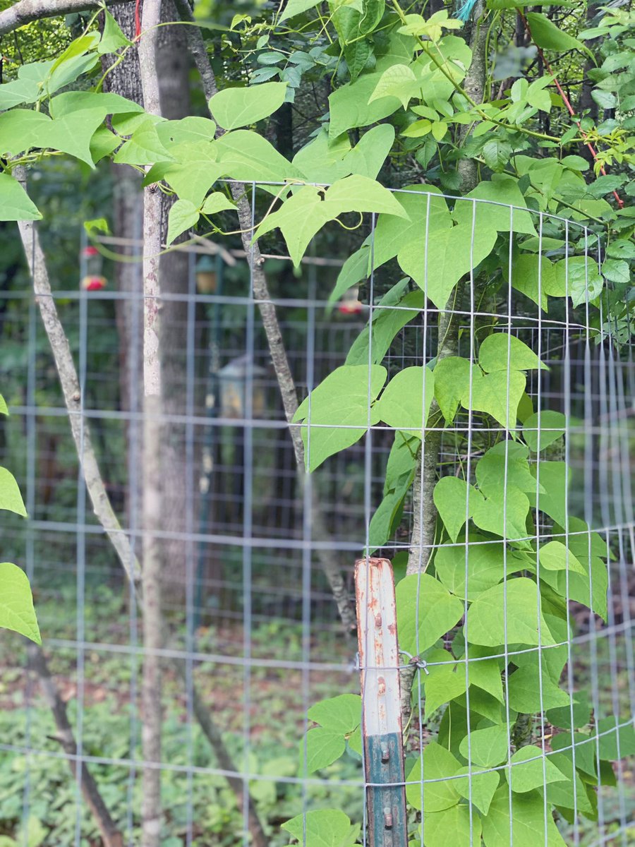 TealSeptember's tweet photo. #PoleBeans #RotenPoleBeans #RotenBeans #Beans #Bean #PokeBean #Heirloom #Summer #July #SaveTheBees #Vegetable #Veggies #Vegetables #Canning #StringingBeans #PressureCanning #Plants #MyPlants2022 #Garden #Gardens #Gardening #Gardener #Gardeners https://t.co/5AWJr3fQjZ