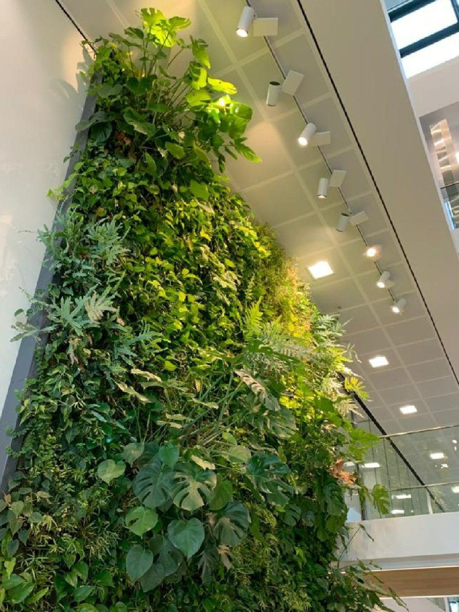 𝗡𝗲𝘄 𝘄𝗵𝗶𝘁𝗲 𝗽𝗮𝗽𝗲𝗿 (𝗘𝗡/𝗡𝗟/𝗗𝗘) Natural light can be scarce indoors, which means plants like the ones in our indoor living walls often need some extra help. Our new #whitepaper sheds some light on this topic 💡 sempergreenwall.com/news/white-pap…
#lightingdesign #verlichting