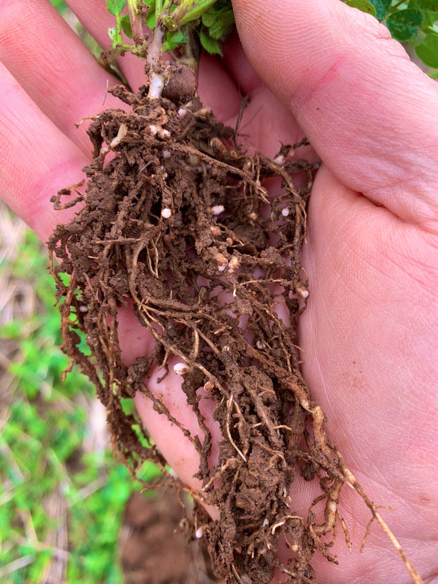 grassrootsag's tweet image. Vetch grazing mixes ready for another graze. Grasses sprayed with Factor + clethodim brew to delay spring fallow timing and fix N later into spring. Low risk pulse option for mixed farmers #doublebreak @awlhillside @WeedSmartAU