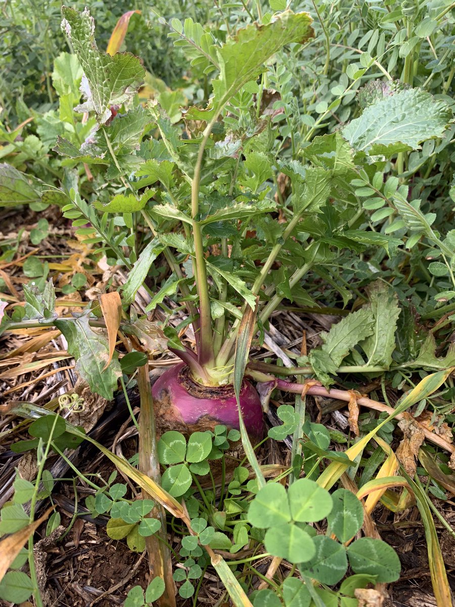 grassrootsag's tweet image. Vetch grazing mixes ready for another graze. Grasses sprayed with Factor + clethodim brew to delay spring fallow timing and fix N later into spring. Low risk pulse option for mixed farmers #doublebreak @awlhillside @WeedSmartAU