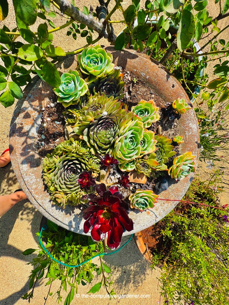 Inspired by Fair, here's a container of succulents 
#inmygarden for  #AlphabettyBlooms We have to grow almost everything in a container or wire basket due to #gophers in #sonomacounty California