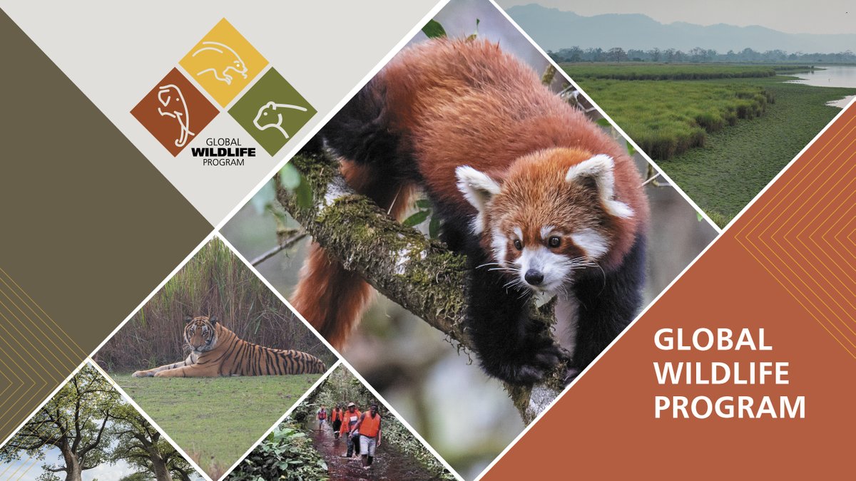 Conservation Intl.-Africa (@africa_ci) on Twitter photo Our partnership with #GlobalWildlifeProgram has been featured in the progress report <a href="/WBG_Environment/">World Bank Environment</a> <a href="/theGEF/">Global Environment Facility (GEF)</a>. Together we are conserving wildlife, improving management of 59M hectares of landscapes, and benefiting 1.9M people across 32 countries. wrld.bg/Navh30sohzX Our partnership with #GlobalWildlifeProgram has been featured in the progress report <a href="/WBG_Environment/">World Bank Environment</a> <a href="/theGEF/">Global Environment Facility (GEF)</a>. Together we are conserving wildlife, improving management of 59M hectares of landscapes, and benefiting 1.9M people across 32 countries. wrld.bg/Navh30sohzX