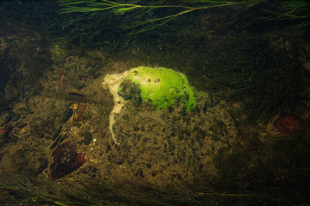 EcofactEcology's tweet photo. Freshwater Pearl Mussel and Freshwater Sponges in the River Slaney last week. Both require clean rivers and play an important role in filtering and recycling water. https://t.co/ssyDTWcIqD