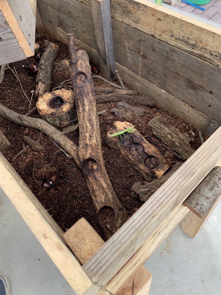 monomochiya's tweet photo. #カブトムシ の小屋？小さいのに作り変えました
大きいカゴ　エサ代が^_^

カブトムシ用と #クワガタ 用に分けました https://t.co/7hibKvZACm
