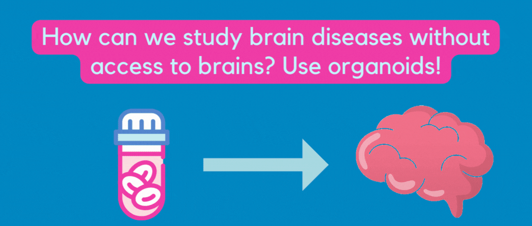 DefinedBio's tweet photo. Studying the brain using iPSC derived brain organoids allows scientists to test multiple hypothesis in the lab. It starts with good stem cell culturing reagents. We love this classic primer created by Muotri Lab where they provide a nice overview. 
https://t.co/AX0g5J1eBN https://t.co/Wo1dmdOE6l