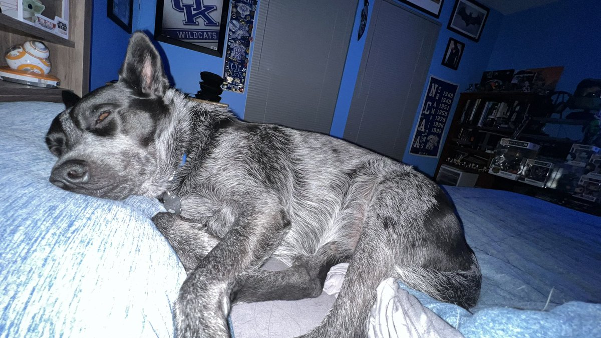Buck (@BuckIsThePup) / Posts / X