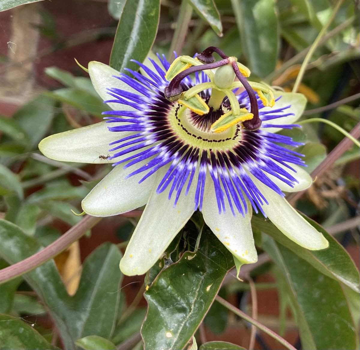 HighVibesC's tweet image. I’m feeling a passionate start to a new month #Happy #Monday #Tweeters