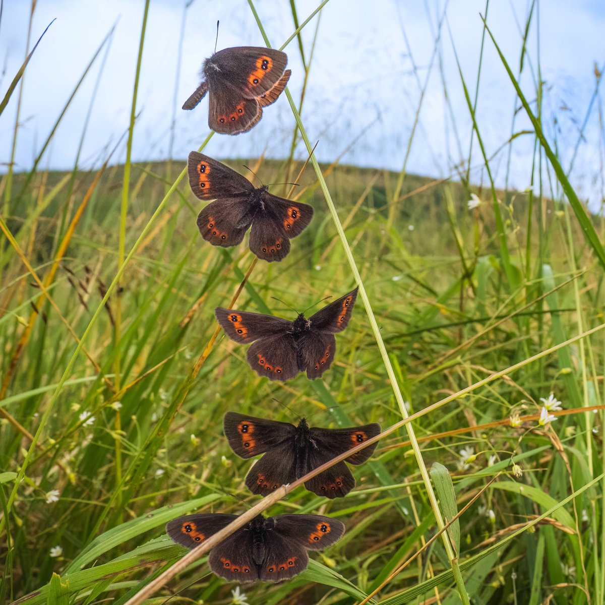 Scotch Argus wide angle flight sequence, I was 2cm away from it getting bitten by midges! Menzion Burn, Scotland. <a href="/MatthewOates76/">Matthew Oates</a> <a href="/savebutterflies/">Butterfly Conservation 🦋</a> <a href="/BC_WestMids/">West Midlands Butterfly Conservation</a> #bbcwildlifePOTD <a href="/BBCSpringwatch/">BBC Springwatch</a> <a href="/NaturalScotland/">naturalscotland</a> <a href="/patrick_barkham/">Patrick Barkham</a> <a href="/martinswarren/">Martin Warren</a> <a href="/IoloWilliams2/">Iolo Williams</a>