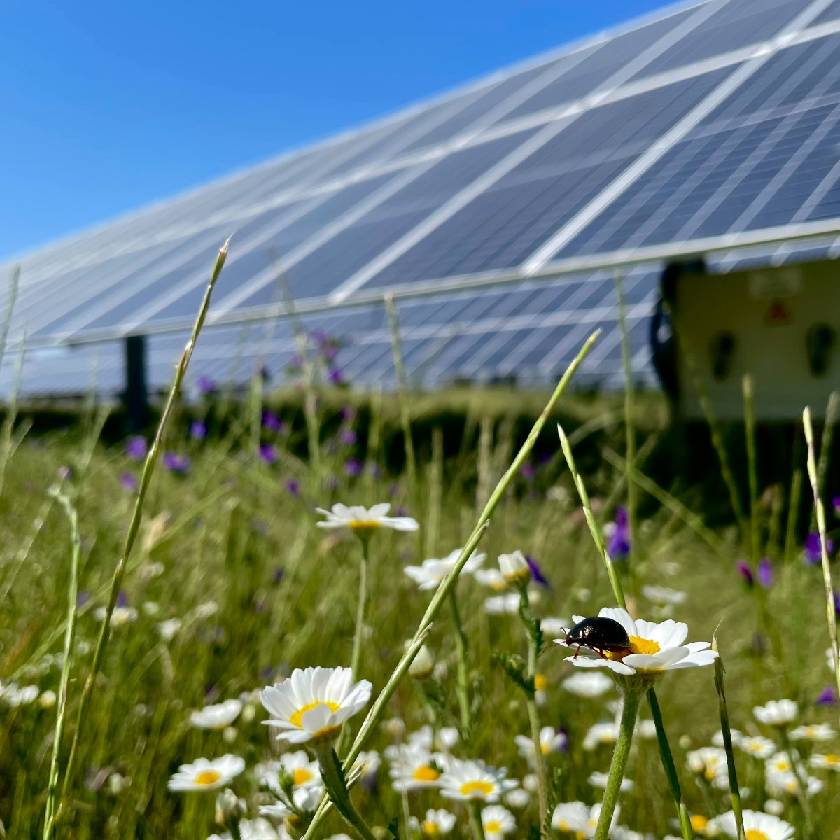 StatkraftES's tweet photo. Comienza #agosto y muchos disfrutan del ☀️ y la tranquilidad...  también en las plantas solares, refugio de #biodiversidad 🌼🕷️🌾🦋

En Statkraft, hacemos de las plantas renovables reservas integrales de la naturaleza.

 ¿Conoces #TalayuelaSolar ? 
➡️➡️ https://t.co/h5zeXJvK3N https://t.co/EtxnU5TRlY