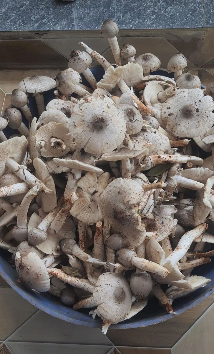 The King of edible wild mushrooms: ಹೆಗ್ಗಲಳಬಿ / Heggalaḷabi.
#wildmushrooms #fantasticfungi #malenadu