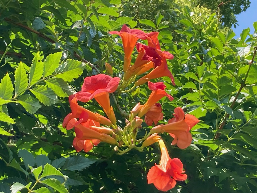 都立日比谷公園 Hibiya Park Tokyo 園長の採れたて情報 アメリカノウゼンカズラ が咲いています 原産国がアメリカで 別名は コノウゼンカズラ ノウゼンカズラよりも小ぶりで細長いラッパ状の花で 赤みがかったオレンジ色をしています 夏らしさを
