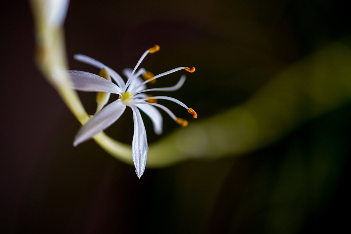 YassanYs's tweet photo. オリヅルランに小さな小さな花が咲きました
#観葉植物 #観葉植物のある暮らし
#グリーンインテリア
#sonyα7c #sel50m28 #rightroom https://t.co/paAYNrIhfs