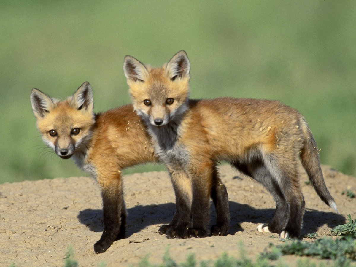 WallpaperGeeks's tweet photo. Wild Fox Cubs Wallpaper - https://t.co/x8mJbmqw06 - #Animals #Dogs - https://t.co/ZOwdFerE7U https://t.co/Djx6hn4D0i