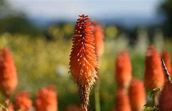 森八重子 トリトマ 初めて見ました 花言葉がキュン Twitter