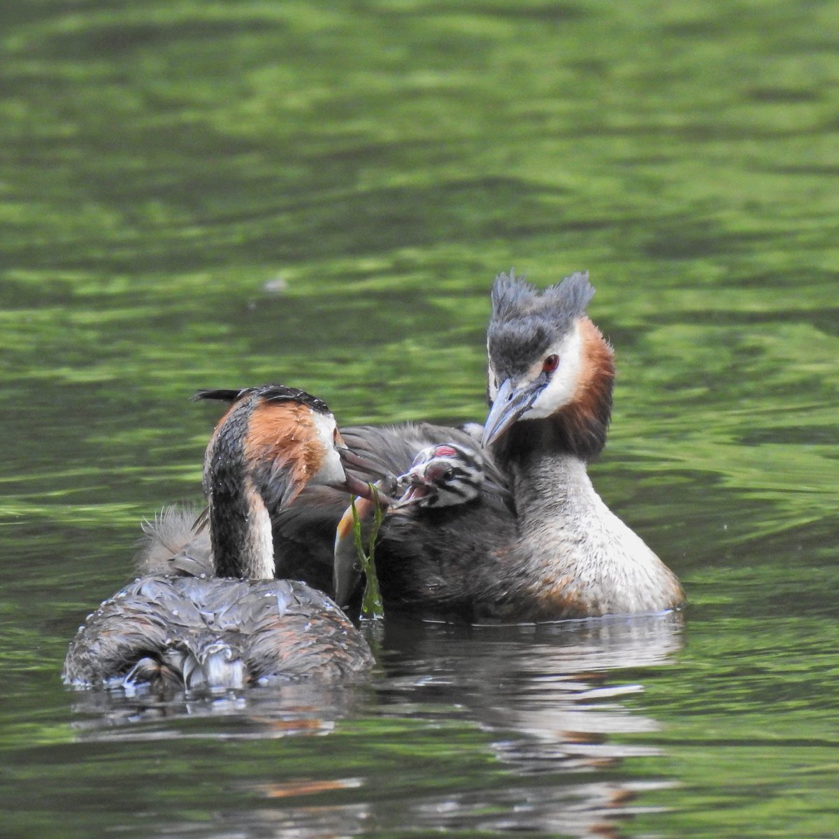 Another good month for little owls, but it’s the kestrel who steals the show in this July edition of Birds of The Month. and the winners are: kestrel, little owl, jackdaw, great crested grebe