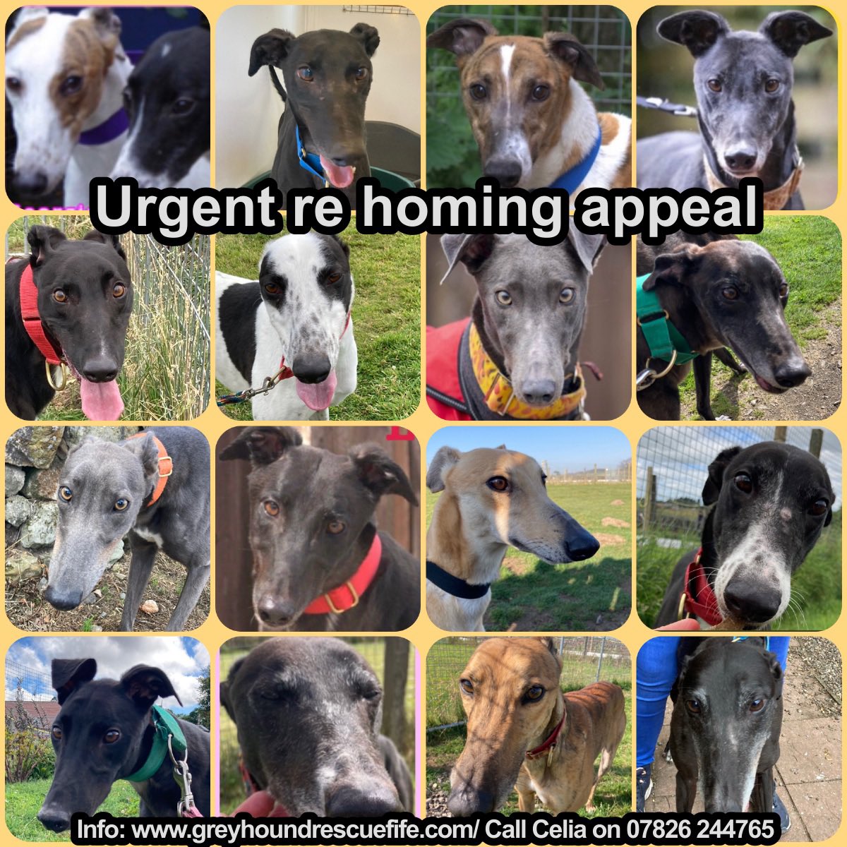 URGENT APPEAL ANNOUNCEMENT (Loving homes needed for #GRF dogs)  Homing has slowed right down over recent months &amp; as a result the kennels are running full to capacity, requiring extra work to look after the dogs &amp; an increase in the associated costs of food &amp; vet bills etc. (🧵1)