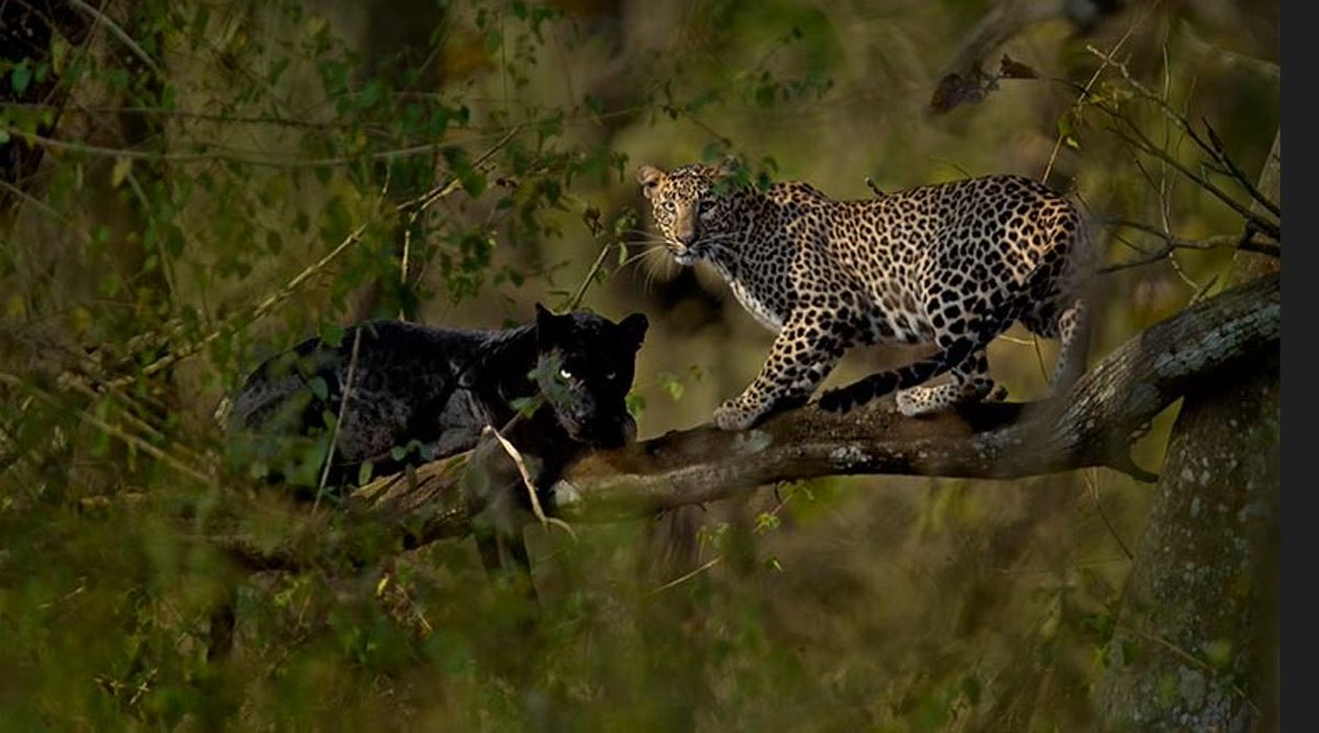 An extremely rare black leopard and its mate, photographed by Mithun Hunugund in the Kabini National Park.