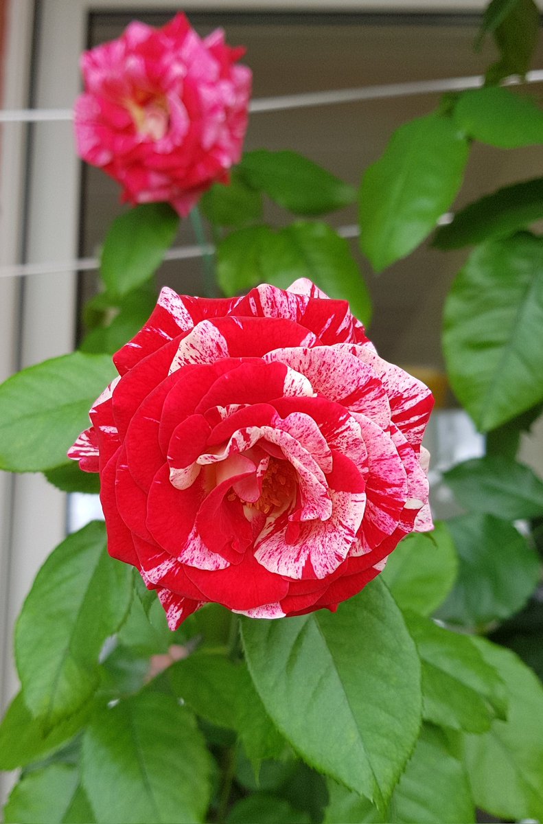 ElisabethCook2's tweet photo. Love my #NeilDiamond #roses of this week and the last week. #neildiamondforever @NDiamondFansDE @fondmh https://t.co/L770LDEqLo