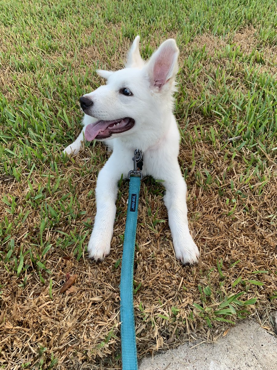 “I’m taking a break, mom” #Apollo #husky