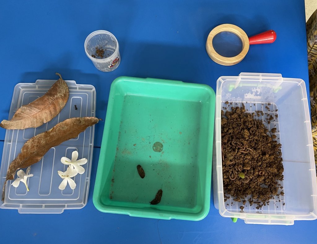 Yr 2 students had their 1st Science lesson today. Our young thinkers and inquirers observed earthworms, slugs and dead ants. They were thrilled to see these new buddies in their class, it was an engaging hook for our upcoming unit- Living things and their habitats. <a href="/TBS_Delhi/">TBS Delhi</a>