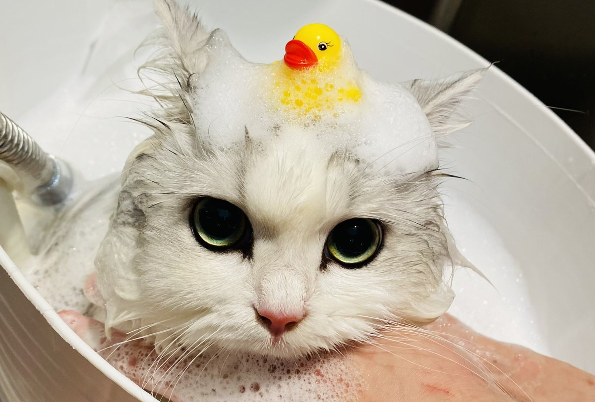 FUKADA_CAT tweet picture