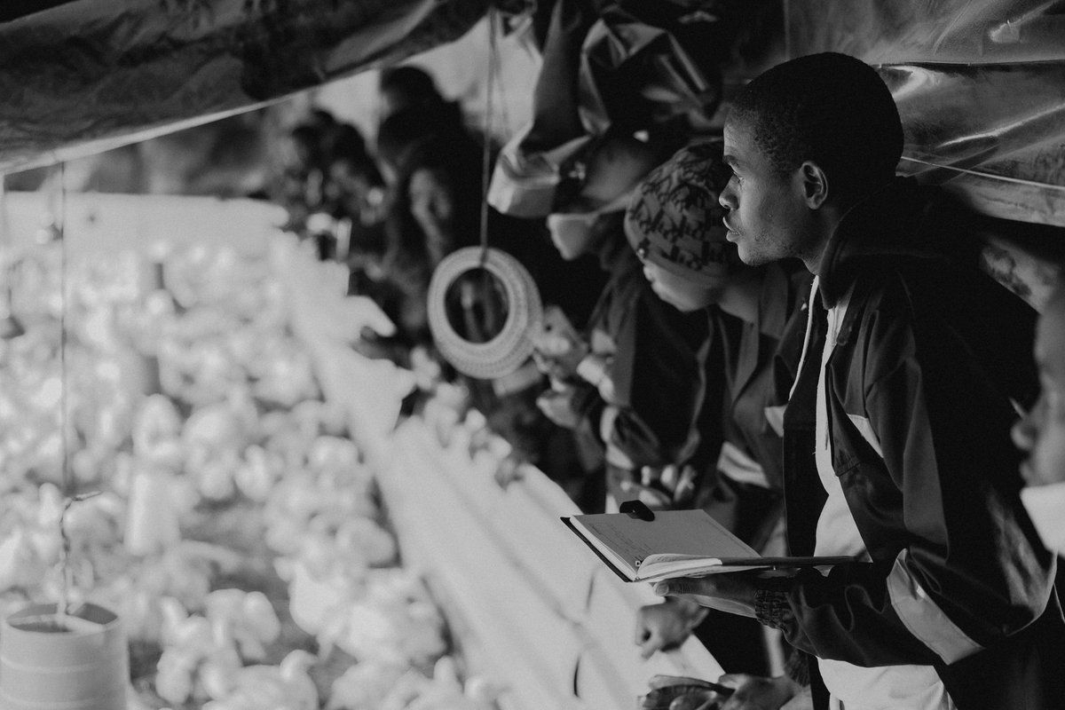 HigherLifeFDN's tweet photo. How do we achieve a food secure Africa❓
We empower communities especially Africa's young leaders with the knowledge and skills to move their communities through Agripeneurship activities and mentorship.

#foodsecurity
#journeyto300000jobs https://t.co/ZNBzBsAyjE