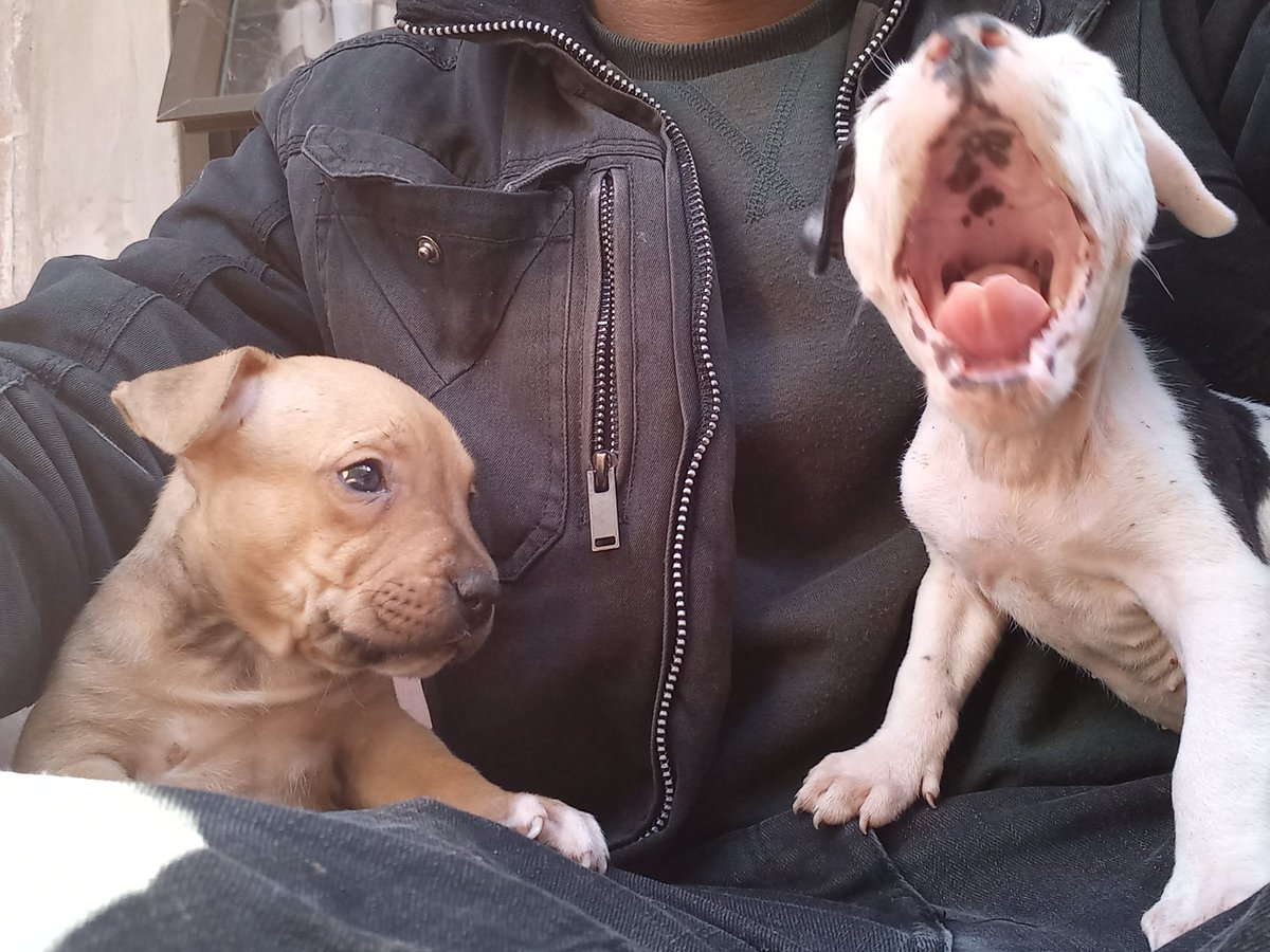 pet lover's (@petlovers1428) • Instagram photos and videos, image size:1200x900