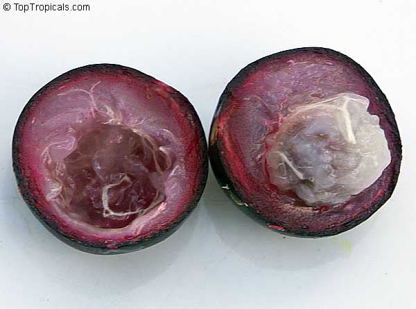 toptropicals's tweet photo. #Myrciaria vexator -Blue Jaboticaba tree. A beautiful slow growing #ornamentaltree or shrub bears a small, dark purple fruits with thin, sweet flesh that taste somewhat like sweet grapes. They eaten fresh or used in drinks.
https://t.co/qPaHzZurAf
#exoticfruits
#MondayMotivation https://t.co/Zb9wHKZbpM