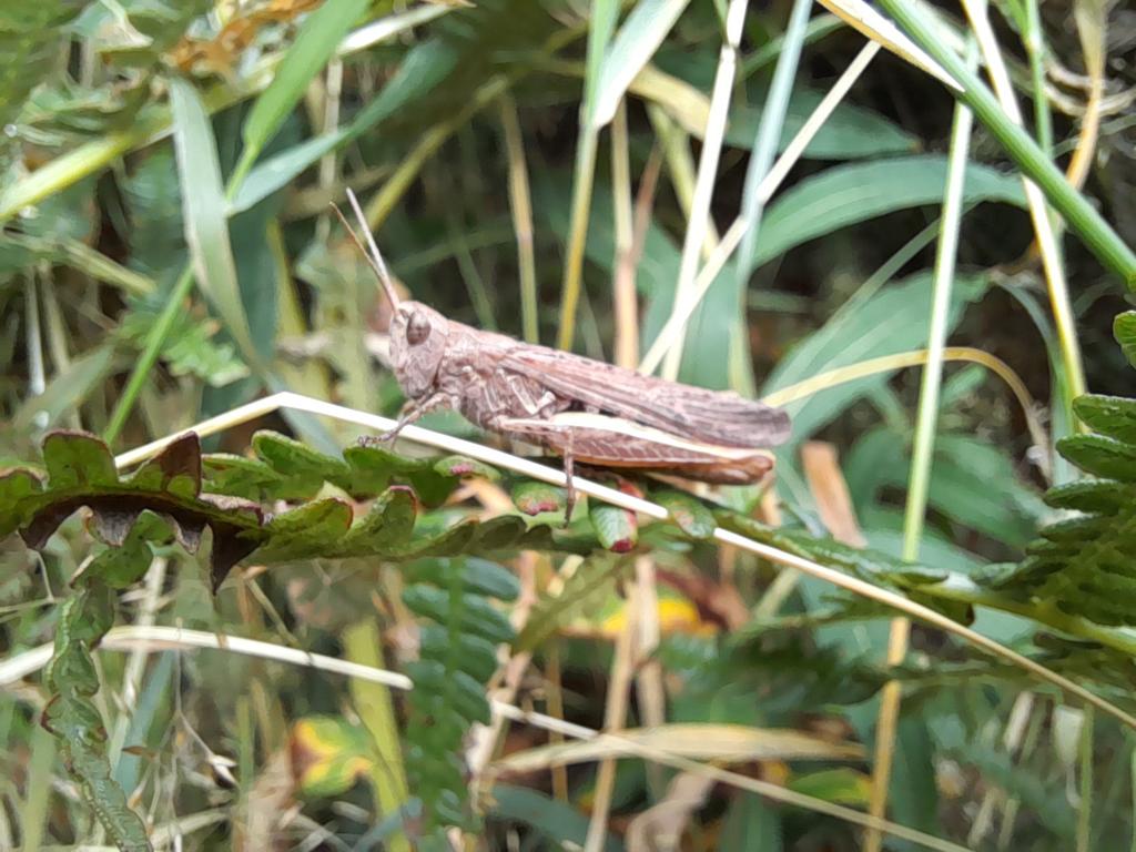 Ballybrackact's tweet photo. This grasshopper was able to take refuge in the surviving ferns and grasses around the edge of the burned area. https://t.co/RtMY03iH28