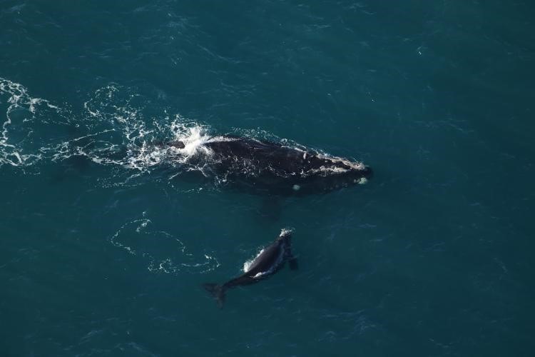 A North Atlantic right whale mother and calf swim at the surface of the water.