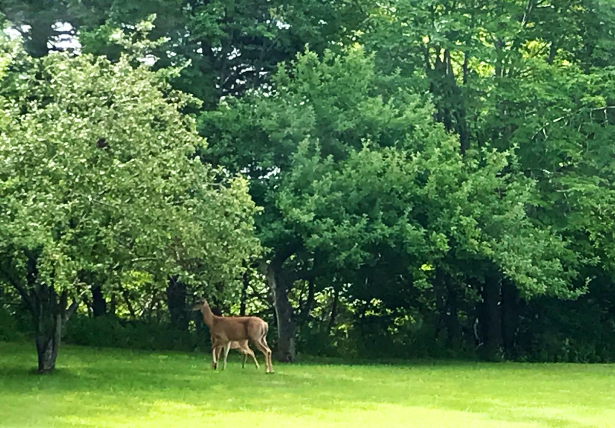 HRisInnovative's tweet photo. Morning visitors. Mama and her wee one nibbling on the old apple trees. #Nature #HavingAFeed https://t.co/FeLaALCDjx