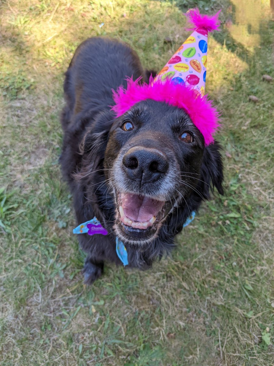 abreed_13's tweet photo. @Chewy Chanel just turned 14! She was part of an "oopsie" litter and we don't know what breed she is. Maybe a DNA test in our future... https://t.co/GuaoCRpOt1