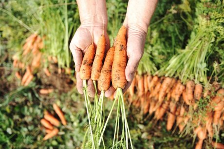 agroblogs_ru's tweet photo. Почему морковь корявая и рогатая: причины проблемы и решение

«Сидит девица в темнице, а коса на улице» – эту загадку о красавице морковке знают все. Но бывает, потянешь эту девицу за косу, и – о ужас! – глаза бы не видели такой «красоты»:…
https://t.co/MuqY2R49wi https://t.co/nZvIjyeOuo