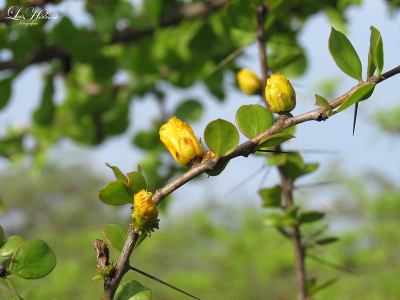 lrobertoherrera's tweet photo. #BiodiversidadGuajira.Buenos día Mundo; Hoy Iniciamos el mes de agosto, con estas hermosas flores en capullo del #Guamacho (Pereskia Guamacho). Unico Cactus con hojas #LaGuajira; tierra donde el Creador puso toda su Creatividad. @JBotanicoBogota @jbotanicomed @CORPOGUAJIRA https://t.co/Ef1Bv5U7qA